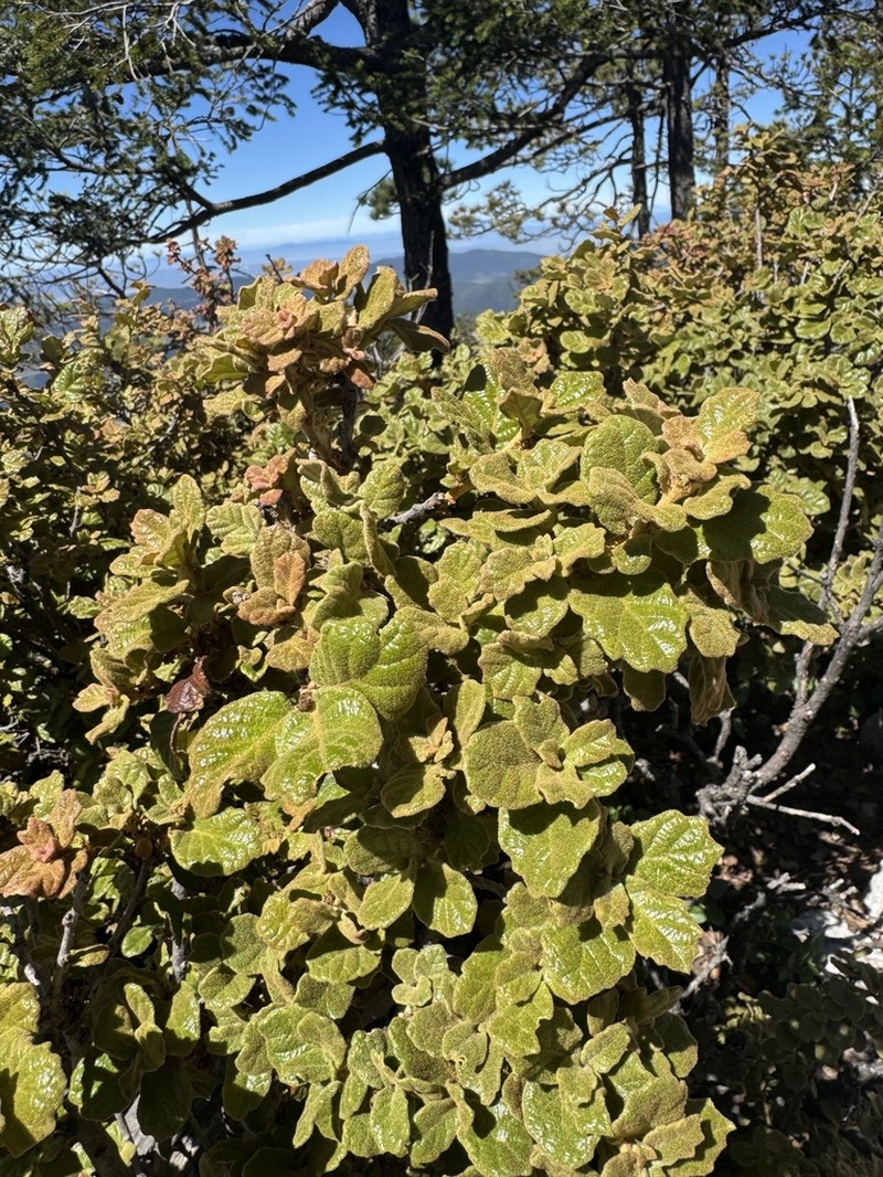 Quercus alpescens photo 7