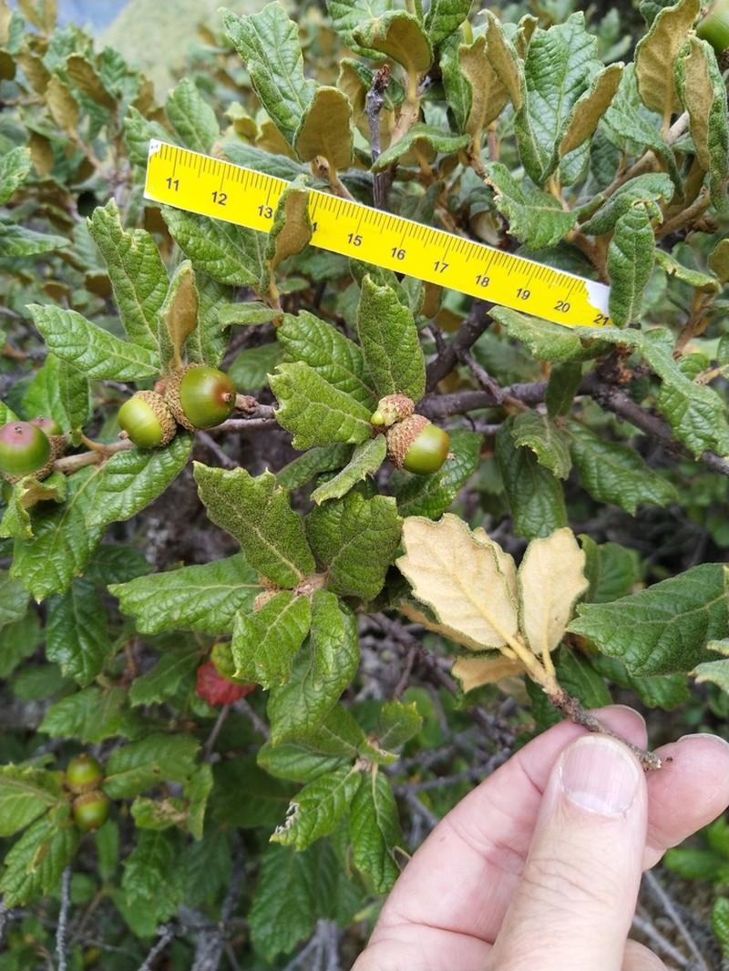 Quercus alpescens photo 8