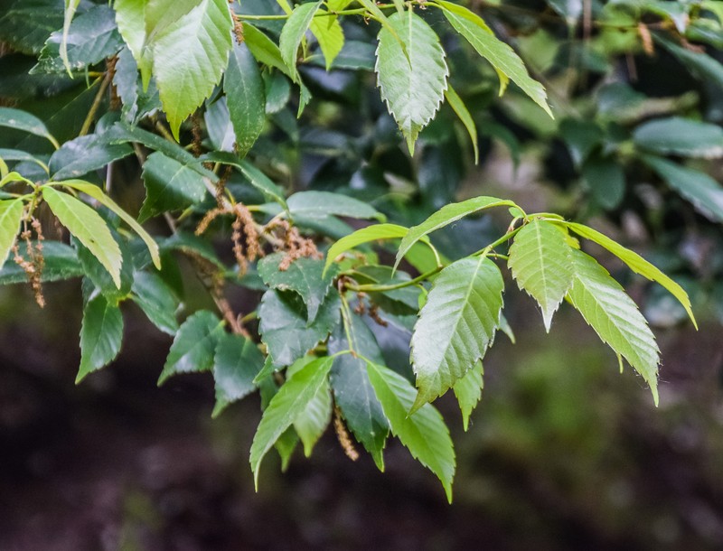 Quercus annulata