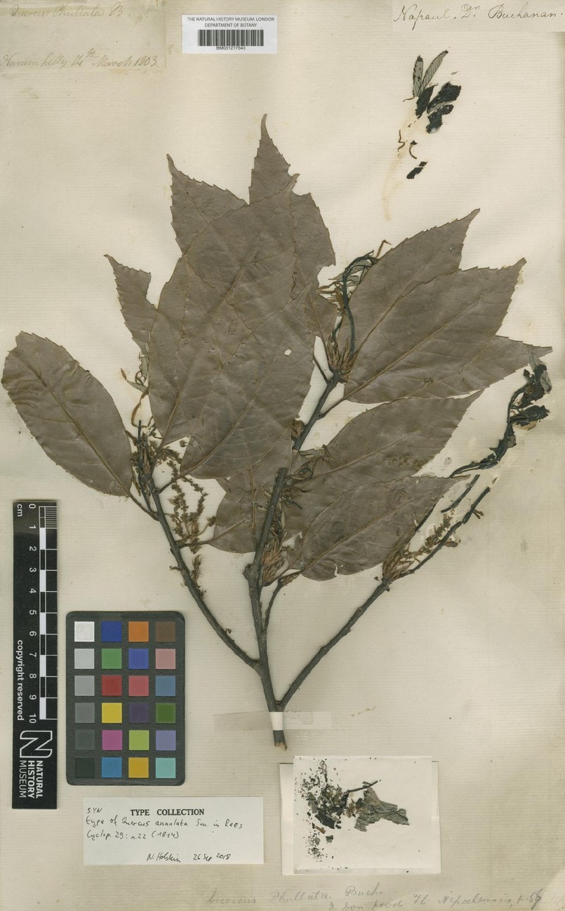 Quercus annulata photo 2