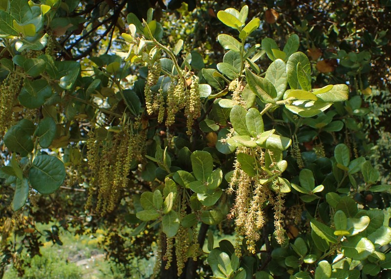 Quercus aquifolioides