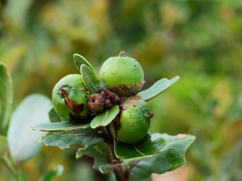 Quercus aquifolioides photo 2