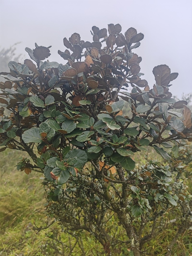 Quercus aquifolioides photo 3