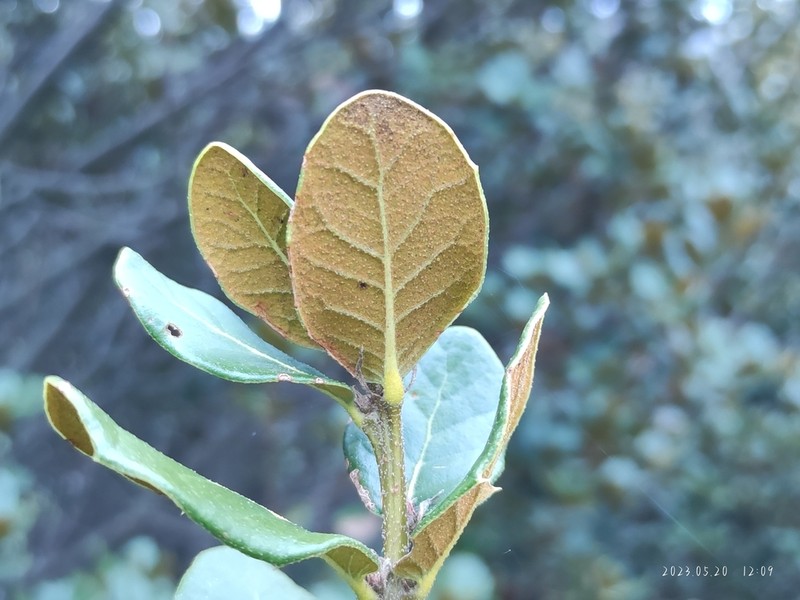 Quercus aquifolioides photo 4