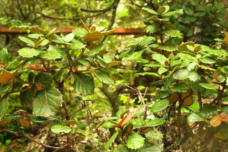 Quercus aquifolioides photo 5