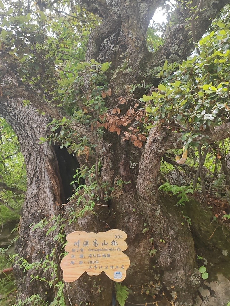 Quercus aquifolioides photo 6
