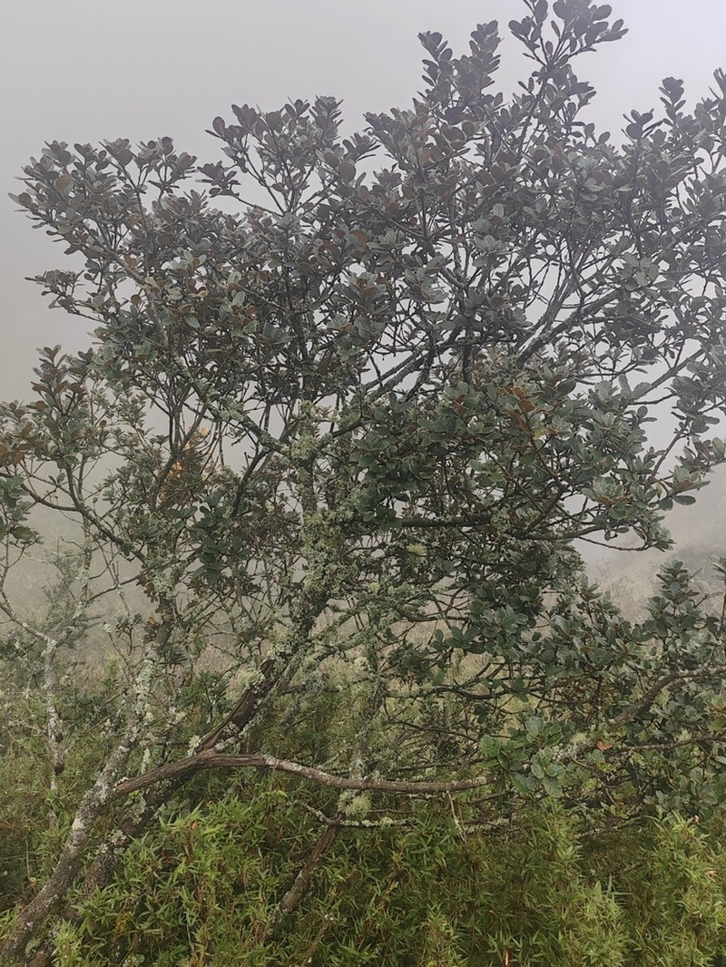 Quercus aquifolioides photo 7