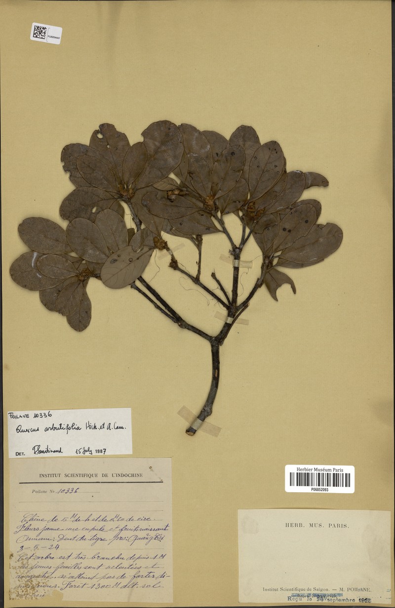 Quercus arbutifolia