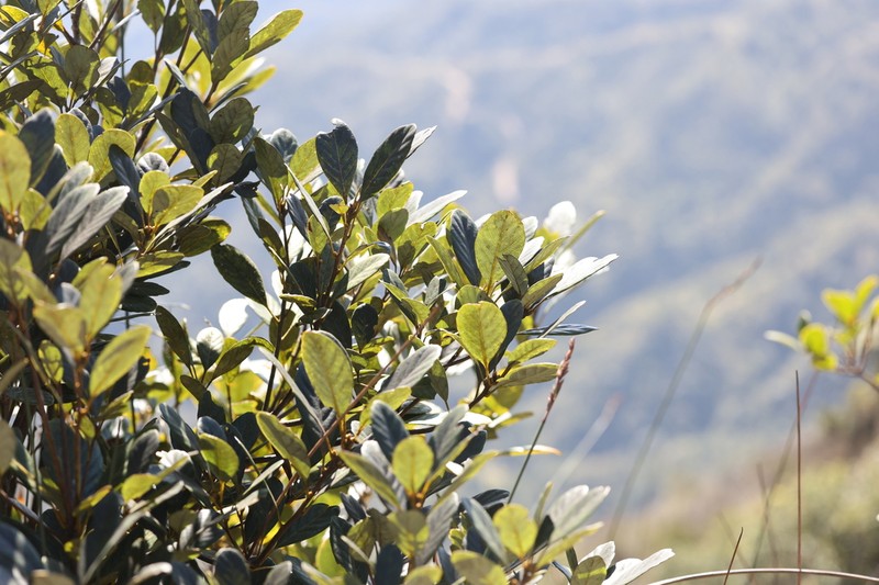 Quercus arbutifolia photo 2