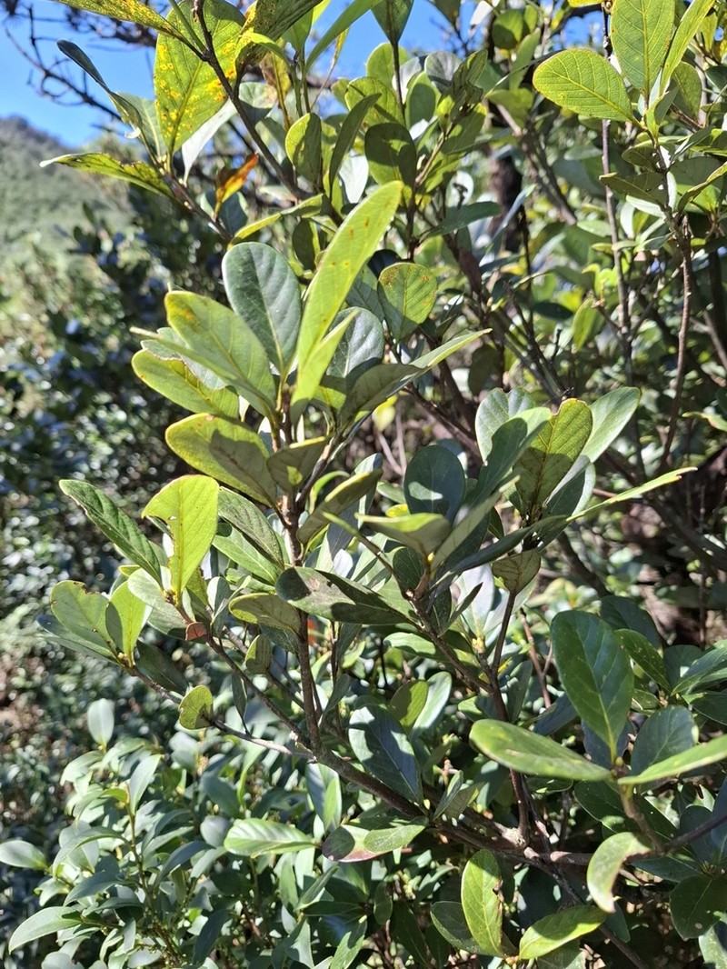 Quercus arbutifolia photo 3