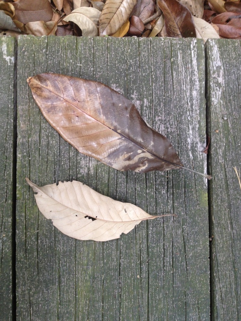 Quercus argentata