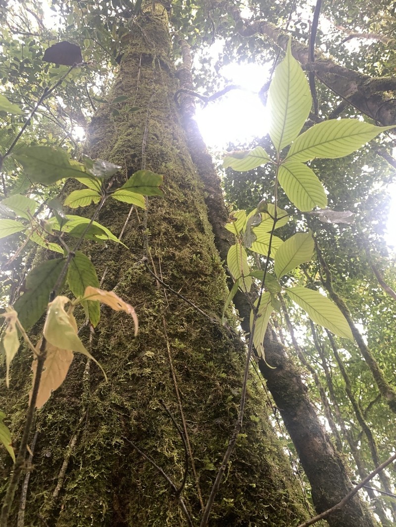 Quercus argentata photo 2