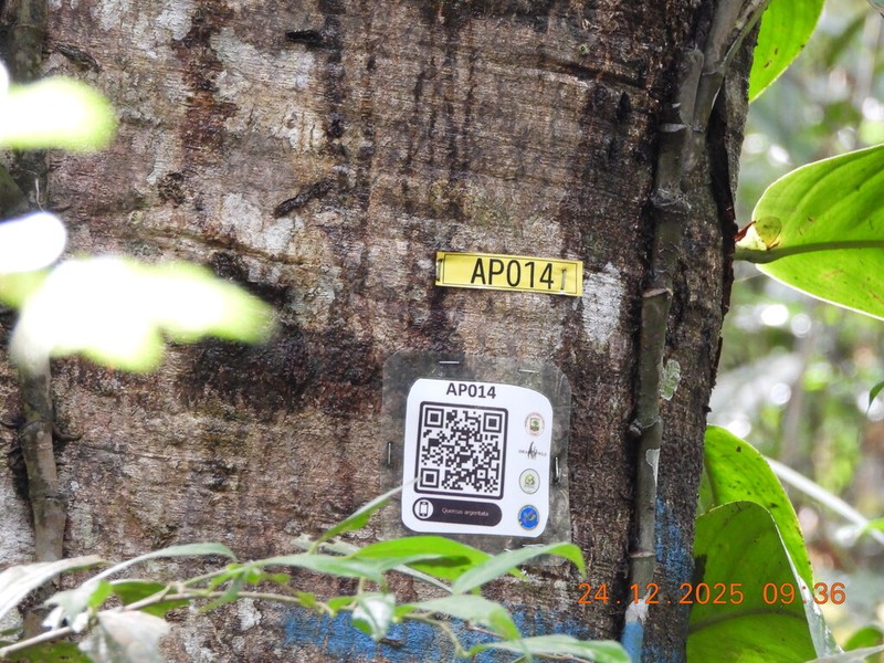 Quercus argentata photo 3