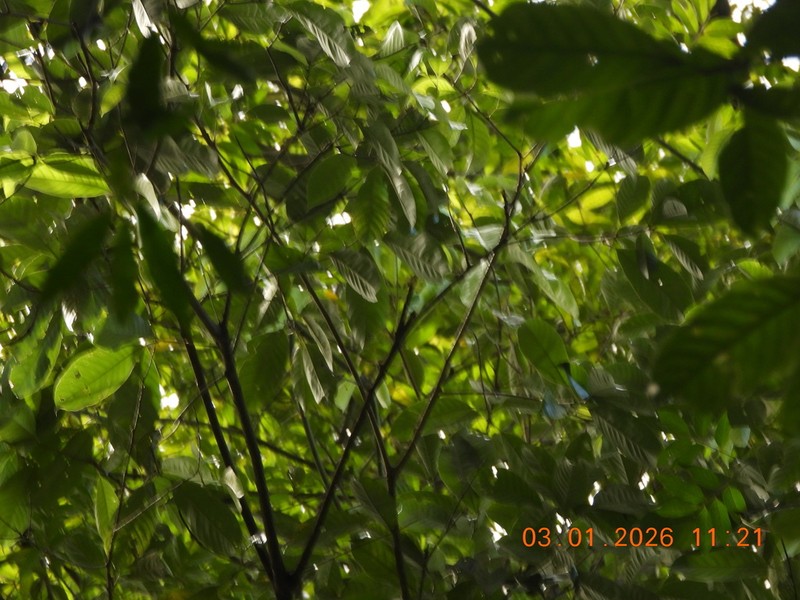 Quercus argentata photo 4