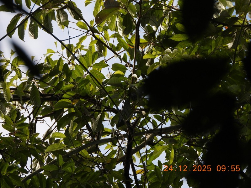 Quercus argentata photo 5