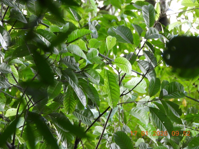 Quercus argentata photo 6