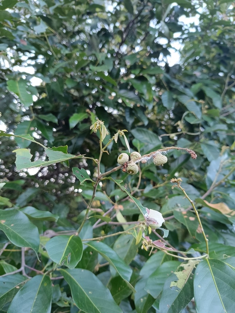 Quercus argentata photo 7