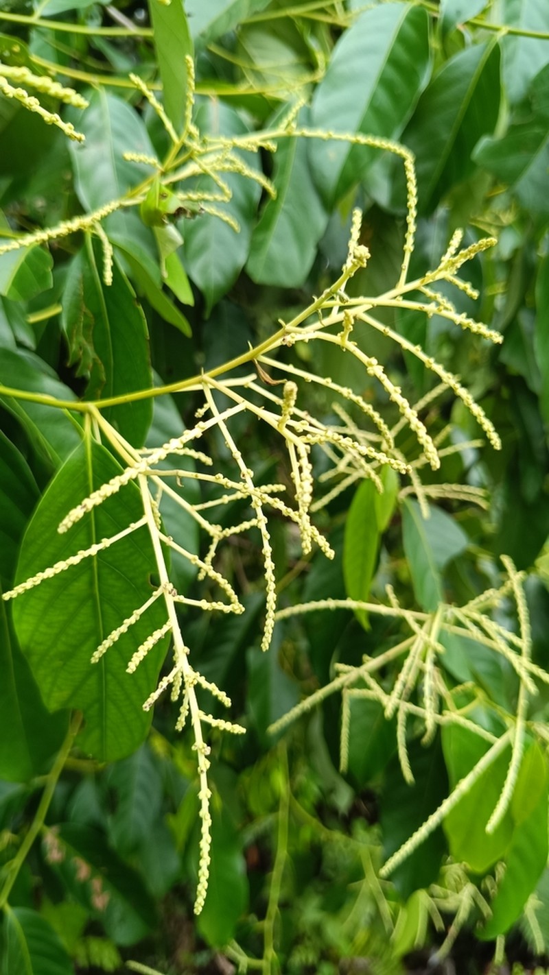 Quercus argentata photo 8