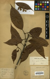 Quercus argyrotricha