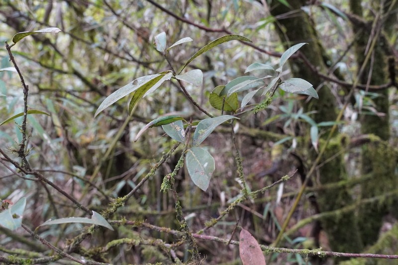 Quercus argyrotricha photo 2