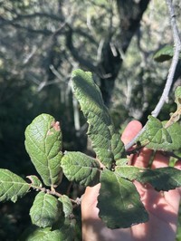 Quercus ariifolia