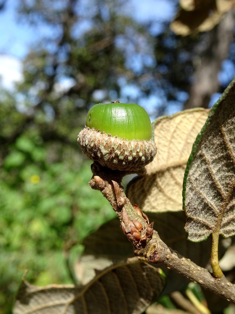 Quercus ariifolia photo 2