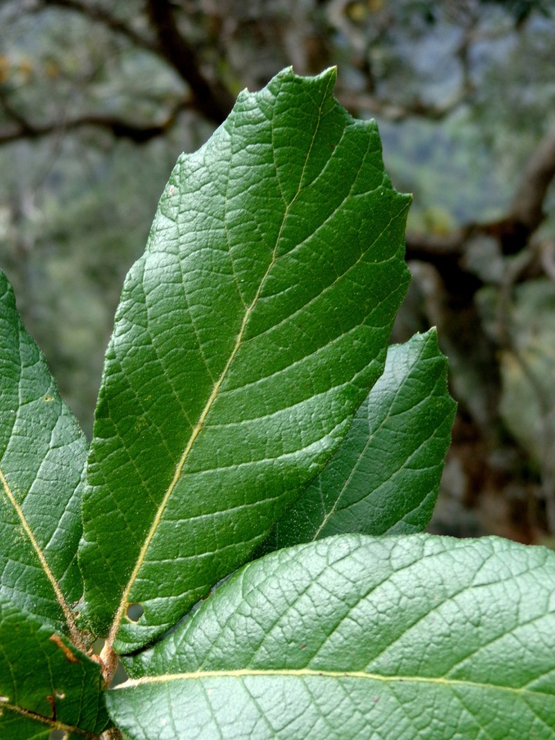 Quercus ariifolia photo 4