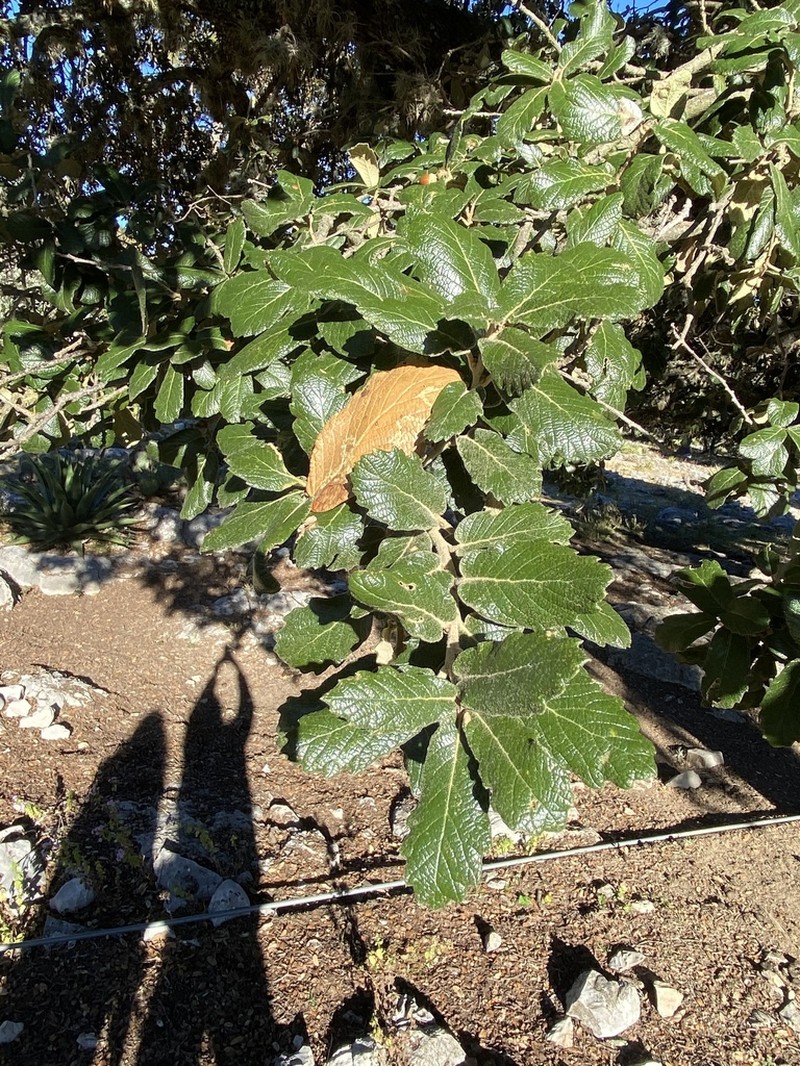 Quercus ariifolia photo 5