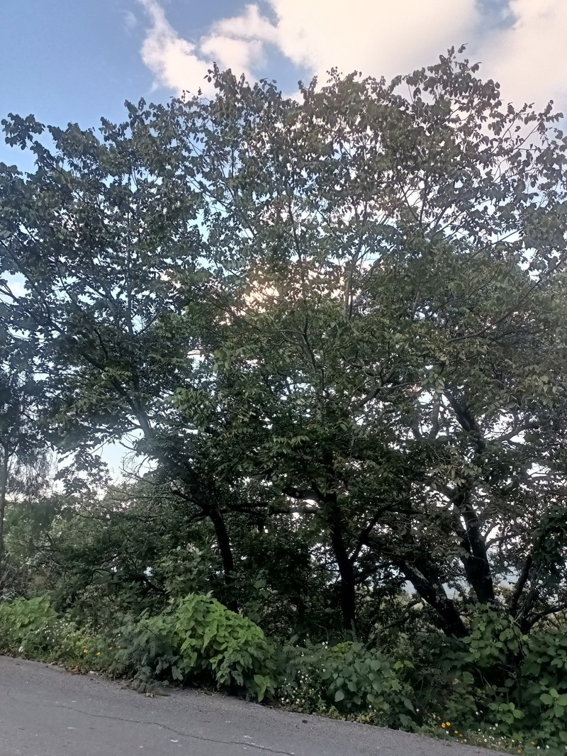 Quercus ariifolia photo 6