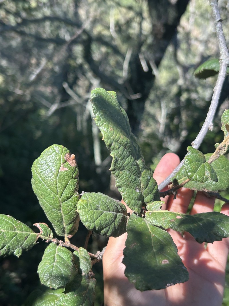 Quercus ariifolia photo 7