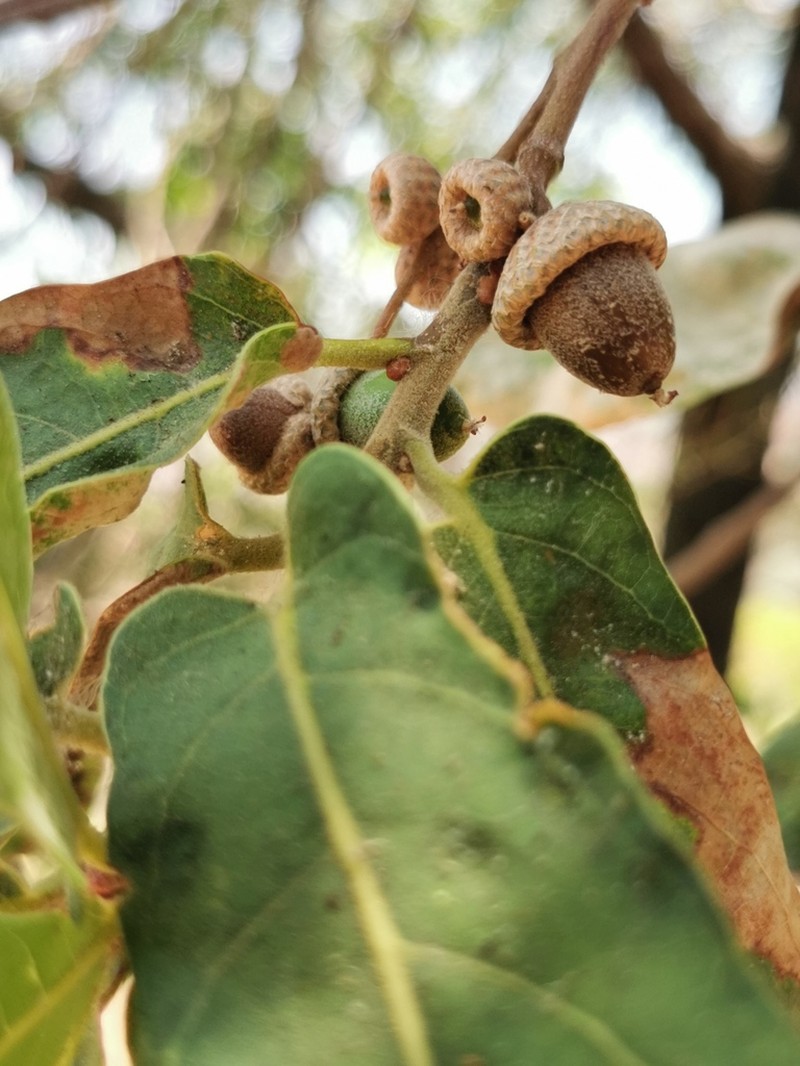 Quercus aristata photo 2