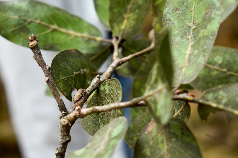 Quercus aristata photo 3