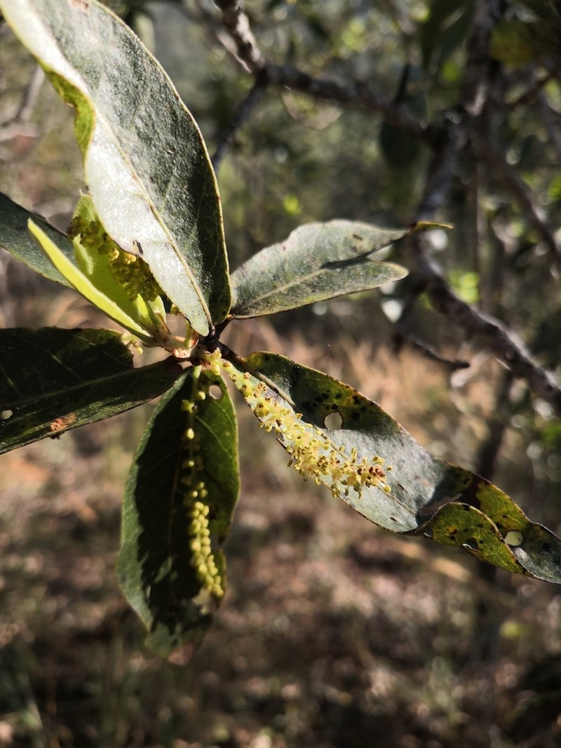 Quercus aristata photo 4