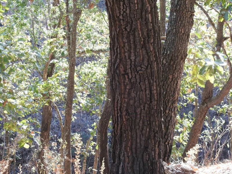 Quercus aristata photo 5