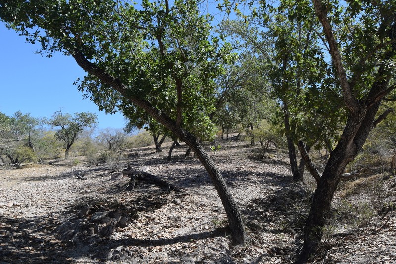 Quercus aristata photo 6