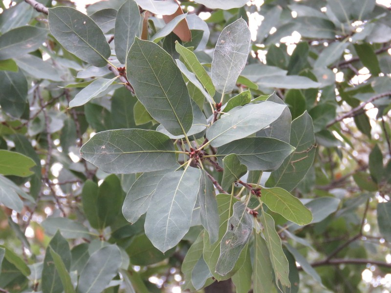 Quercus aristata photo 7