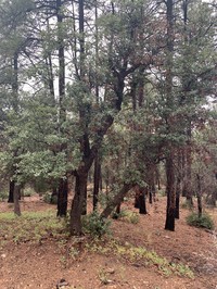 Arizona White Oak