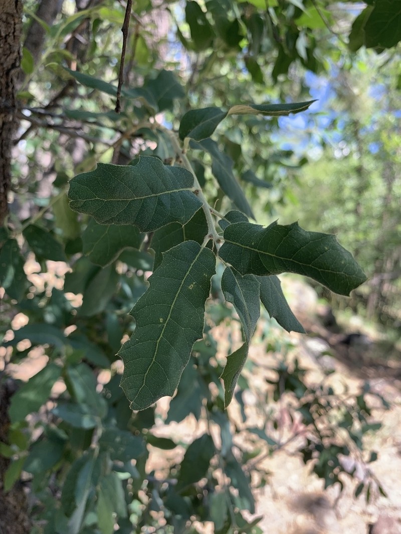 Arizona White Oak photo 2