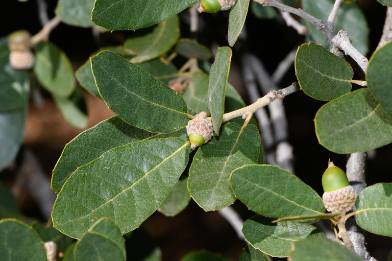 Arizona White Oak photo 3
