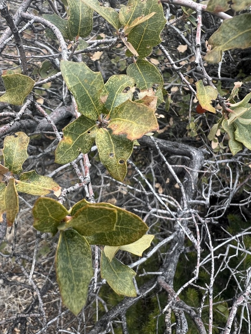Arizona White Oak photo 4