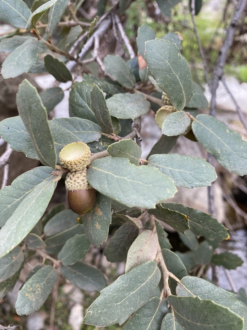 Arizona White Oak photo 5
