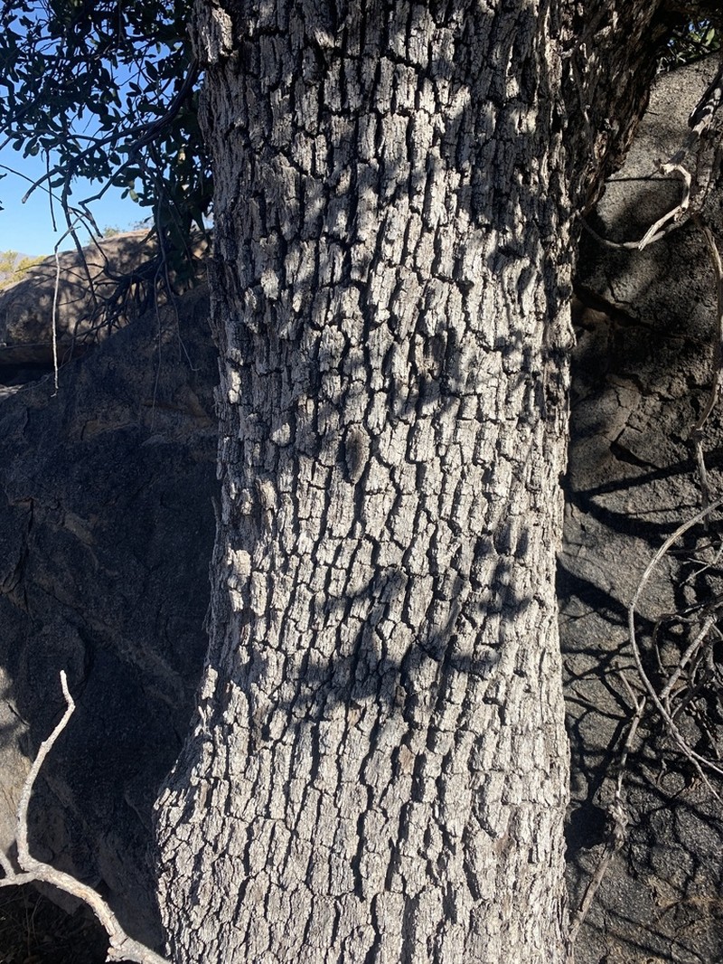 Arizona White Oak photo 6