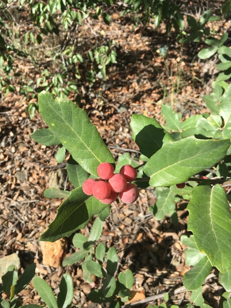 Arizona White Oak photo 7