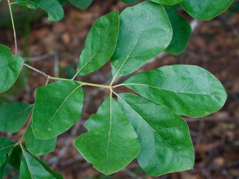 Arkansas Oak