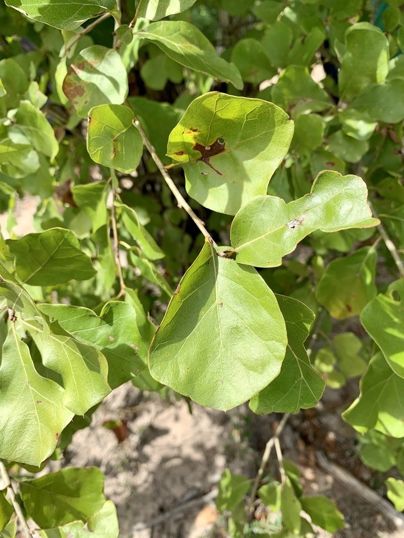 Arkansas Oak photo 3