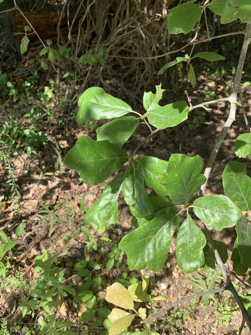 Arkansas Oak photo 4
