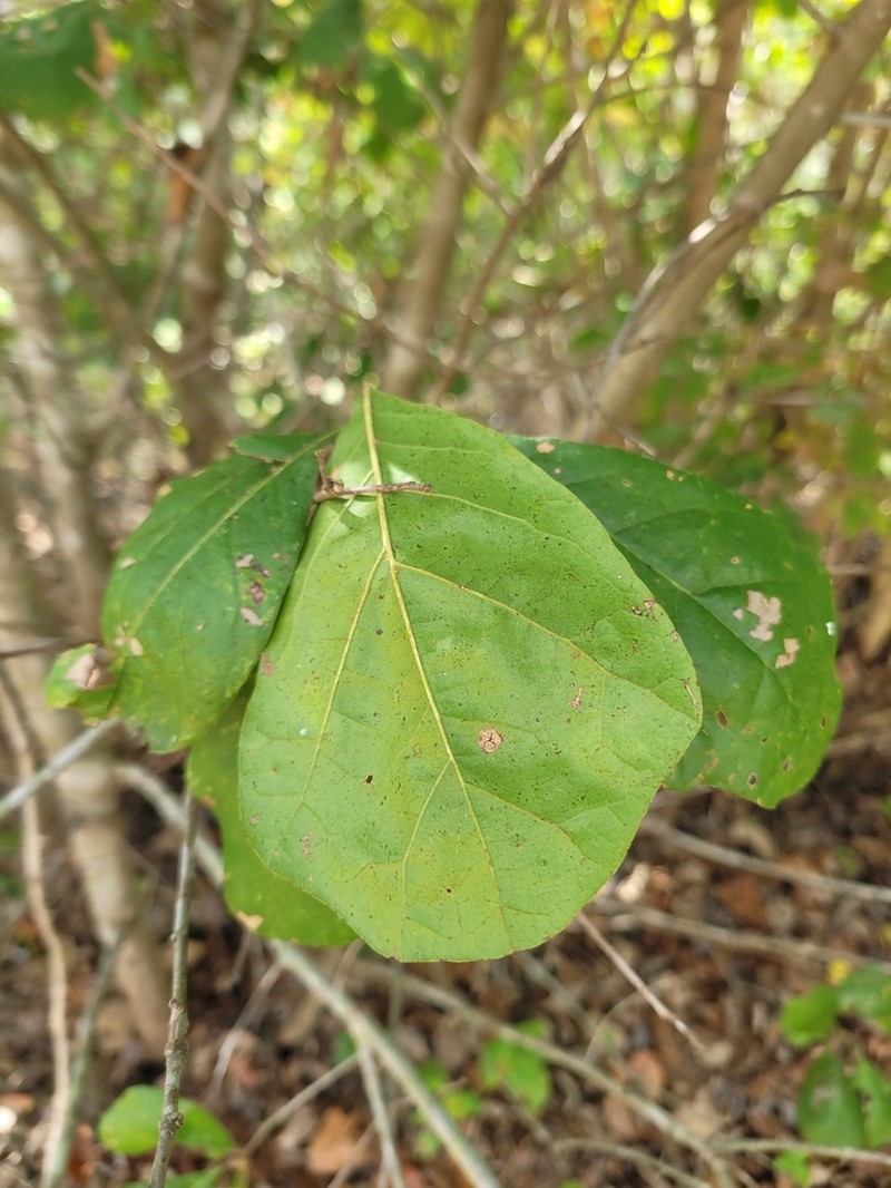 Arkansas Oak photo 5