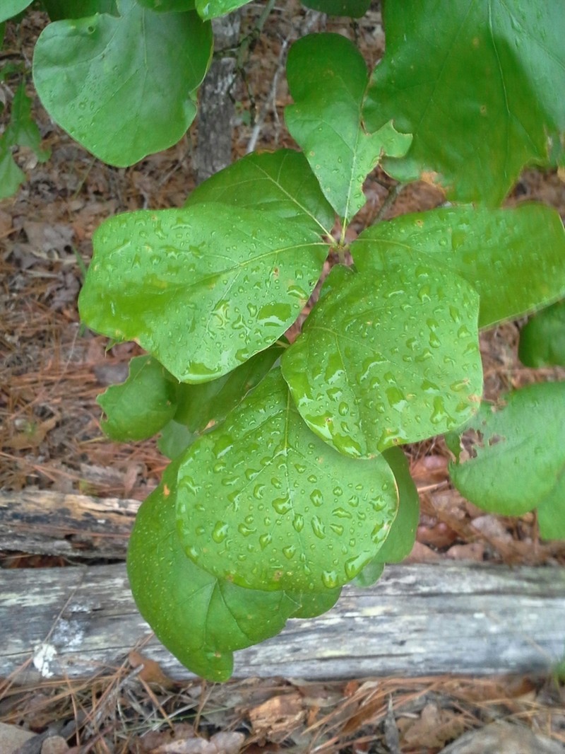 Arkansas Oak photo 6