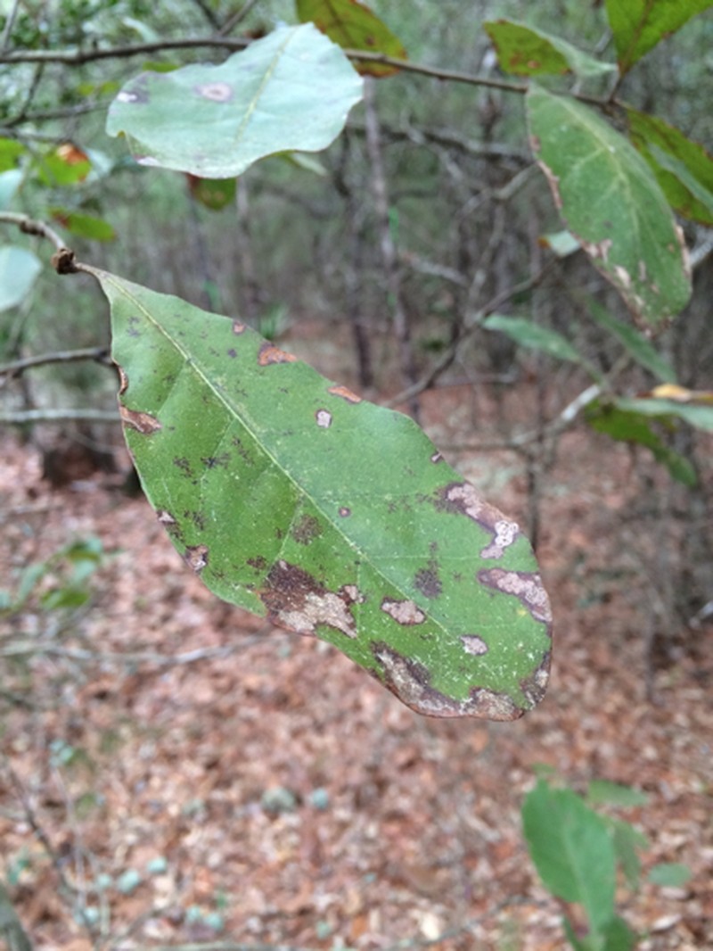 Arkansas Oak photo 7