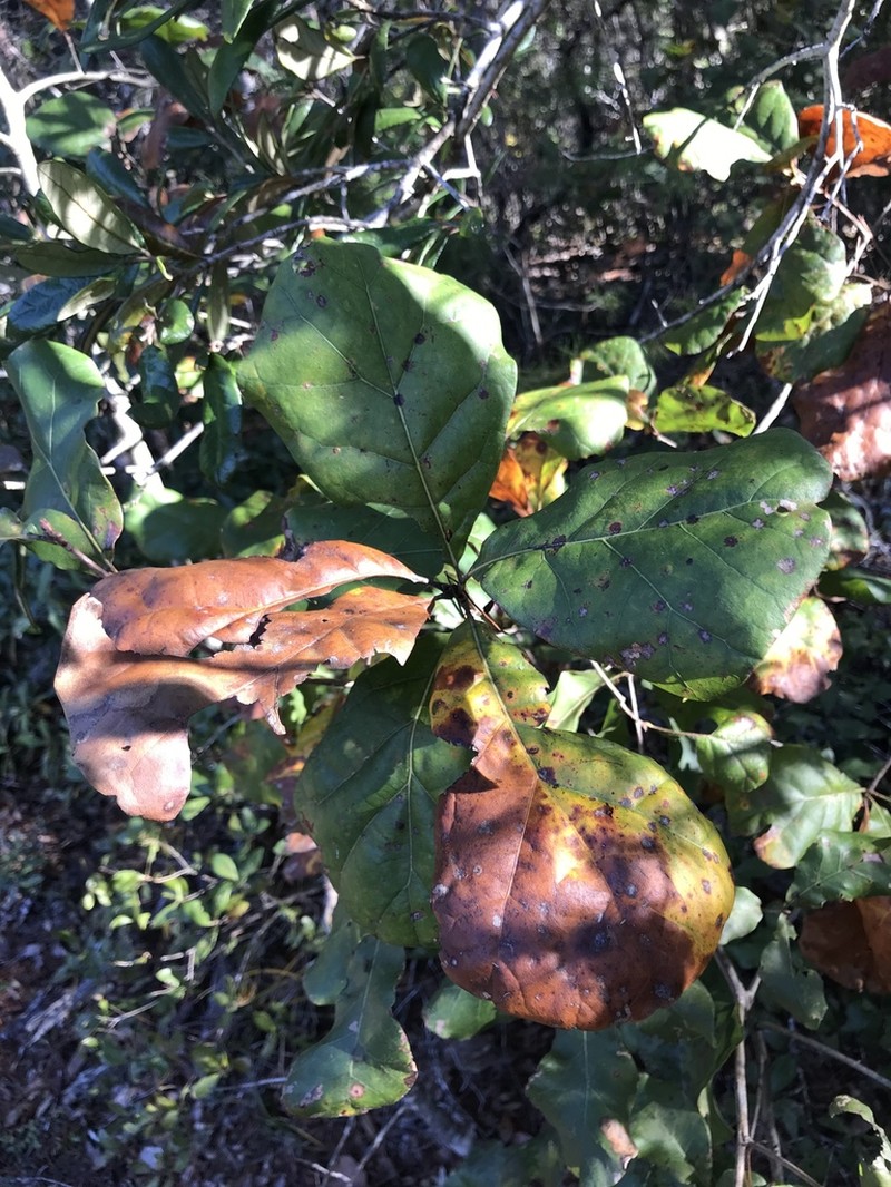 Arkansas Oak photo 8